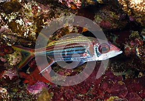 Sammara squirrelfish photo