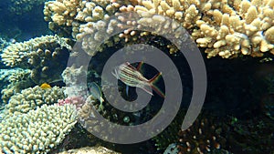 Sammara squirrelfish or blood-spot squirrelfish, slender squirrelfish Neoniphon sammara undersea, Red Sea, Egypt photo