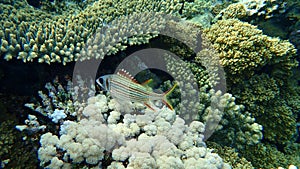 Sammara squirrelfish or blood-spot squirrelfish, slender squirrelfish Neoniphon sammara undersea, Red Sea, Egypt photo