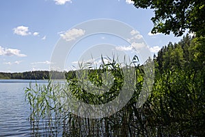 Sammer landscape with the lake and the forest