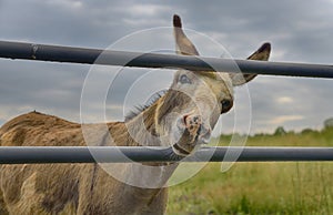 `Sammy` Americana Series A friendly donkey poses for her close up