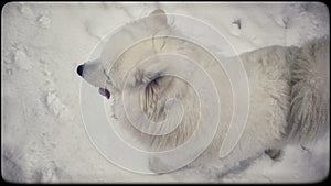 Samoed dog snow winter