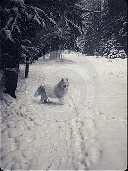 Samoed dog winter forest