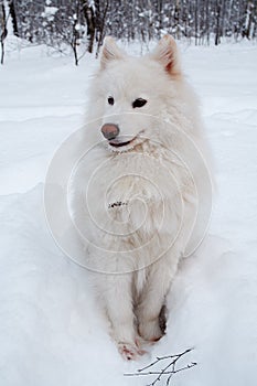Samoed's dog on snow