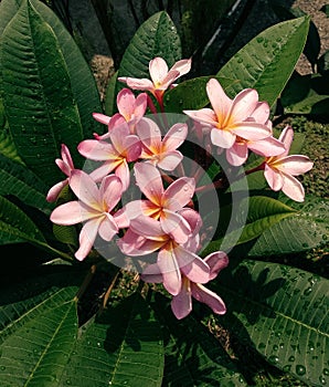 Samoja pink flower