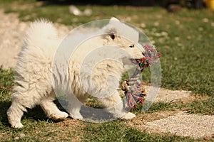 Samojed Puppy playing