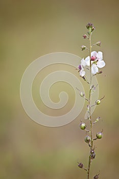 Samolus ebracteatus - Bractless brookweed