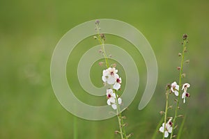 Samolus ebracteatus - Bractless brookweed