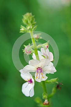 Samolus ebracteatus - Bractless brookweed