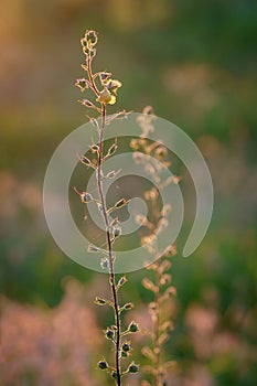 Samolus ebracteatus - Bractless brookweed
