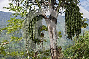 Samosir Island Plant Pictures. Palm Fruits