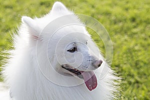 Samoyed