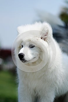 Samoyed