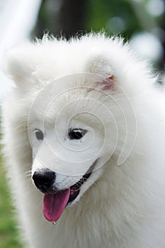 Samoyed
