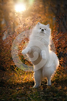 Samoyed in autumn park