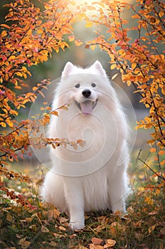 Samoyed in autumn park