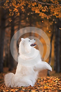 Samoyed in autumn park