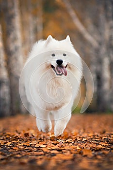 Samoyed in autumn park