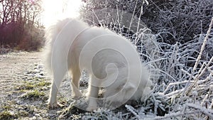 Samoyed dog