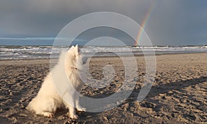 Samoyed dog