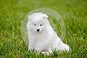 Samoyed dog