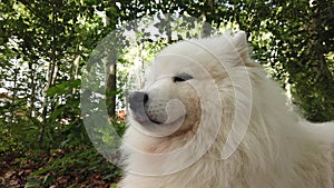 Samoyed dog