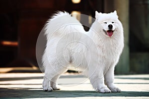 Samoyed dog