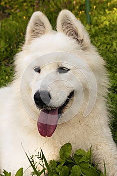 Samoyed dog