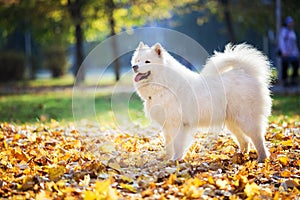 Samoyed dog in autumn park on birght sunny day