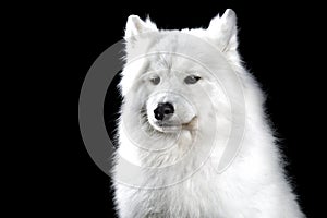Samoyed dog on black