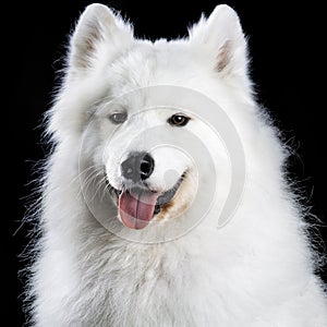 Samoyed dog on black