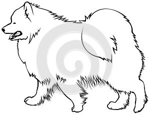 Samoyed dog breed