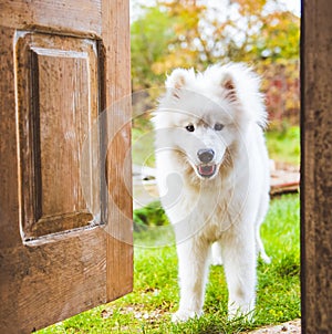 Samoyed dog at the door at home watching the house