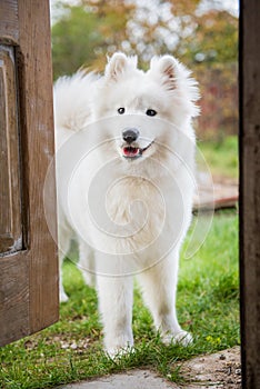 Samoyed dog at the door at home watching the house