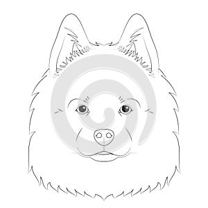 Samoyed dog easy coloring cartoon vector illustration. Isolated on white background photo