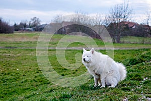 Samoyed dog of a field of grass