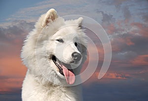 samoyed dog in a garden