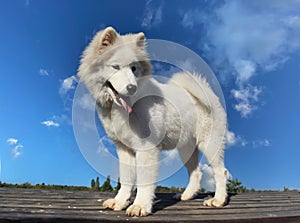 samoyed dog in a garden