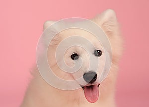 Samoyed dog isolated on the pink background