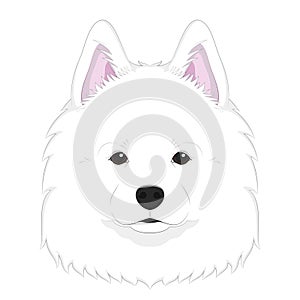 Samoyed dog isolated on white background vector illustration photo