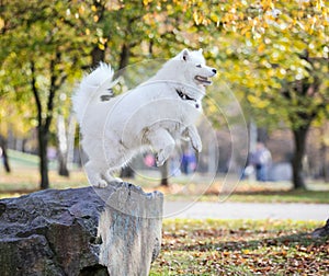 Samoyed dog jumping down from stone in autumn park