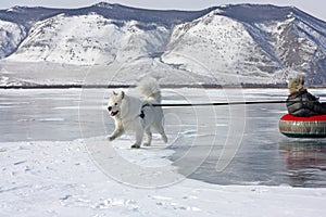 The samoyed dog on Lake Baikal sledding the child in the New Year`s holiday.