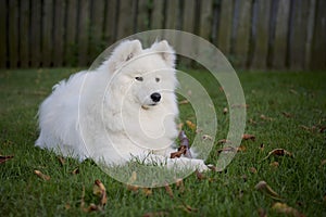 Samoyed dog laying on the grass