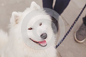 Samoyed dog with leach