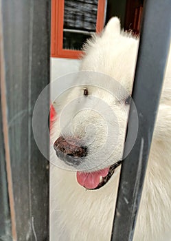 A samoyed dog locked behind a black iron fence in a house