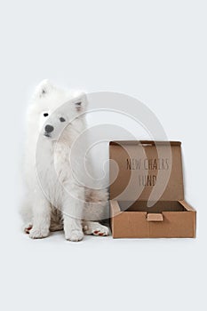 The samoyed dog near money box with text: new chair fund