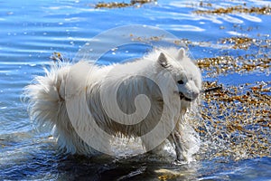 Samoyed dog playing in the water