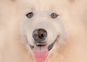 Samoyed dog portrait  close up