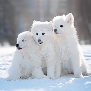 Samoyed Dog Puppies in winter