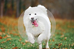 A Samoyed dog is running fast in the autumn park. White fluffy purebred dog shotted in a jump outdoors